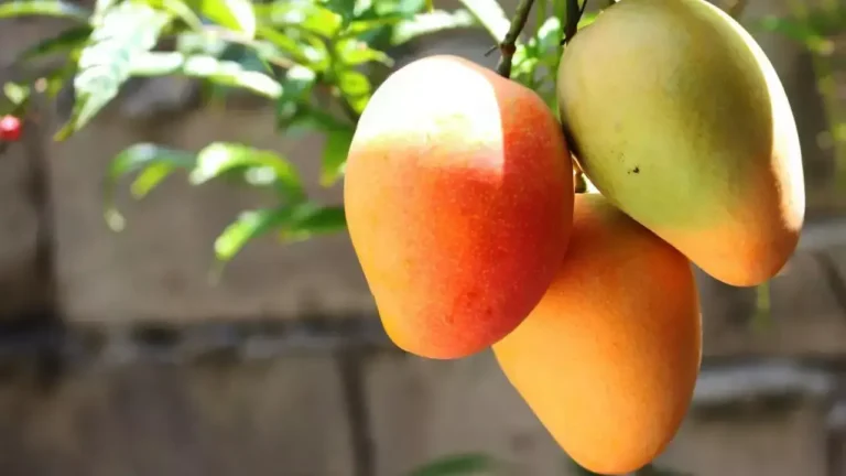 is mango good for diabetes?